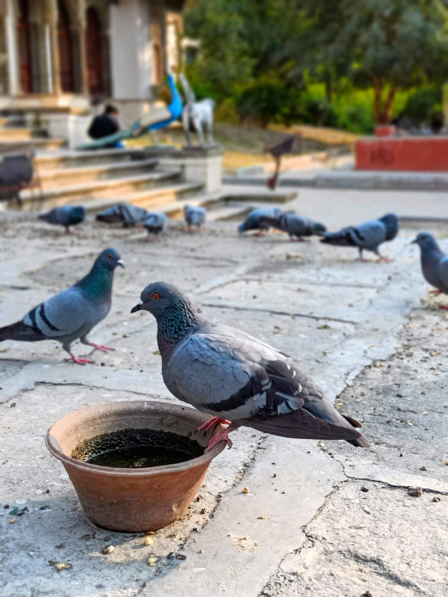 Grain and water for the birds
