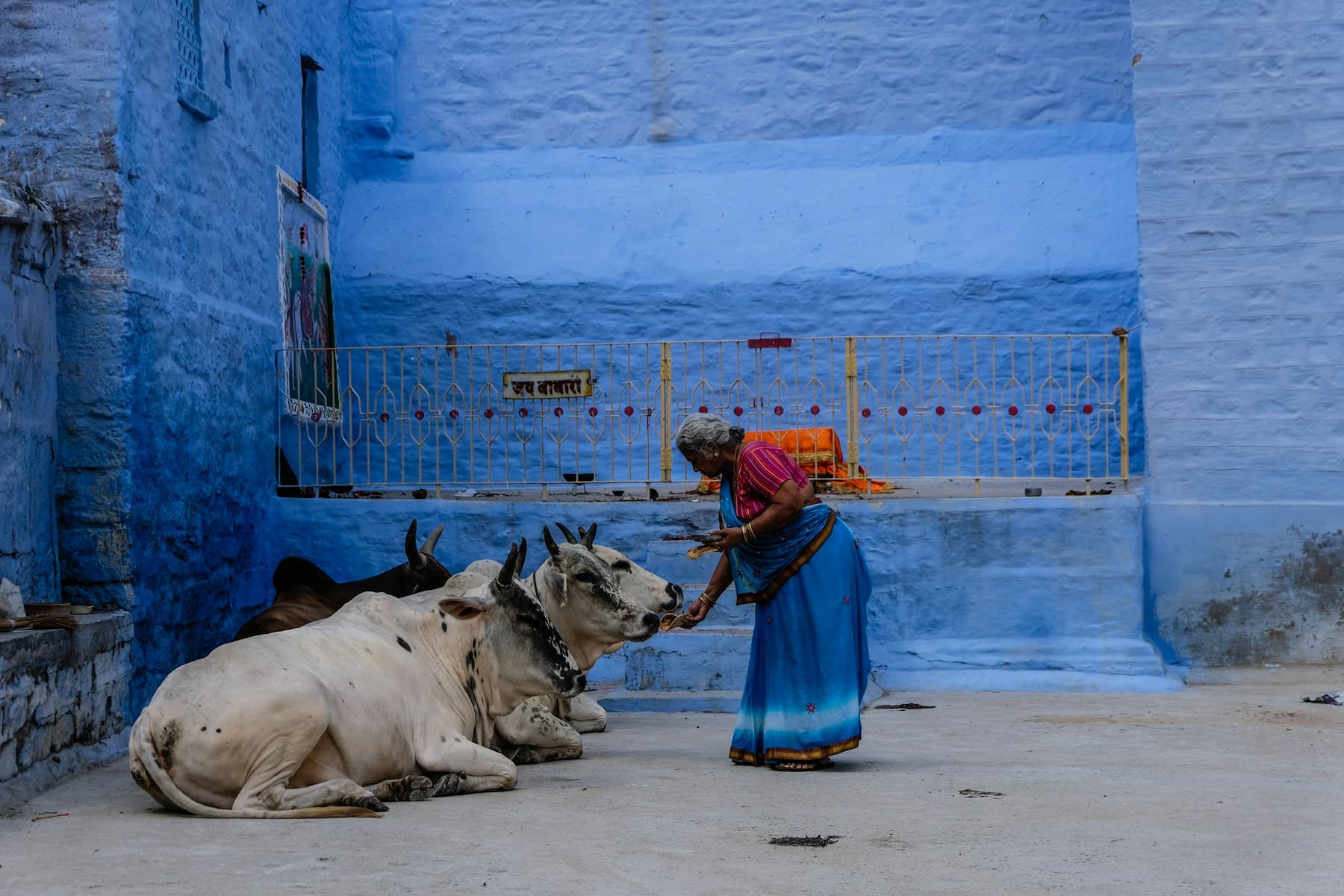 Cows fed and cared for every day