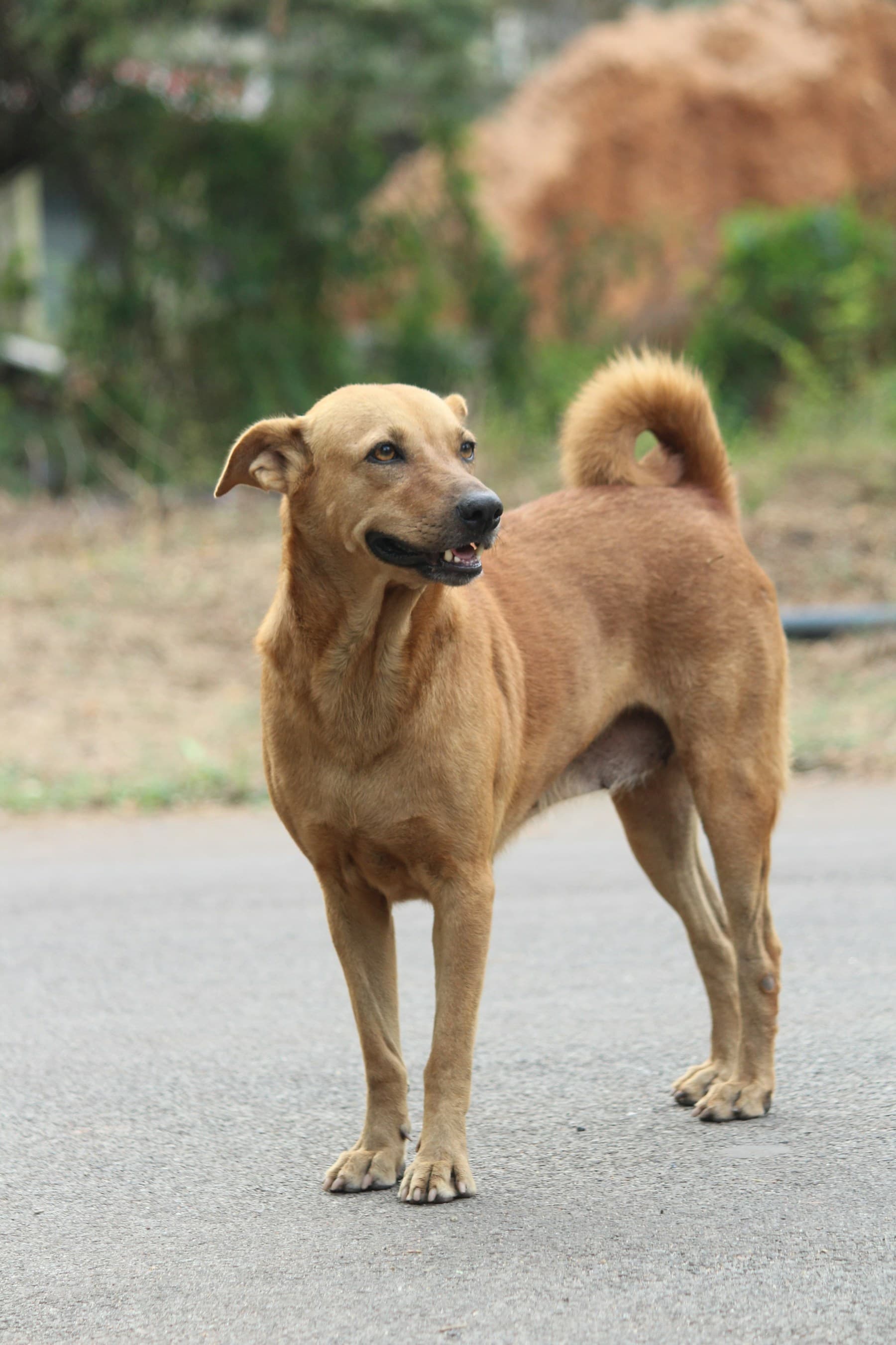A meal for every street dog