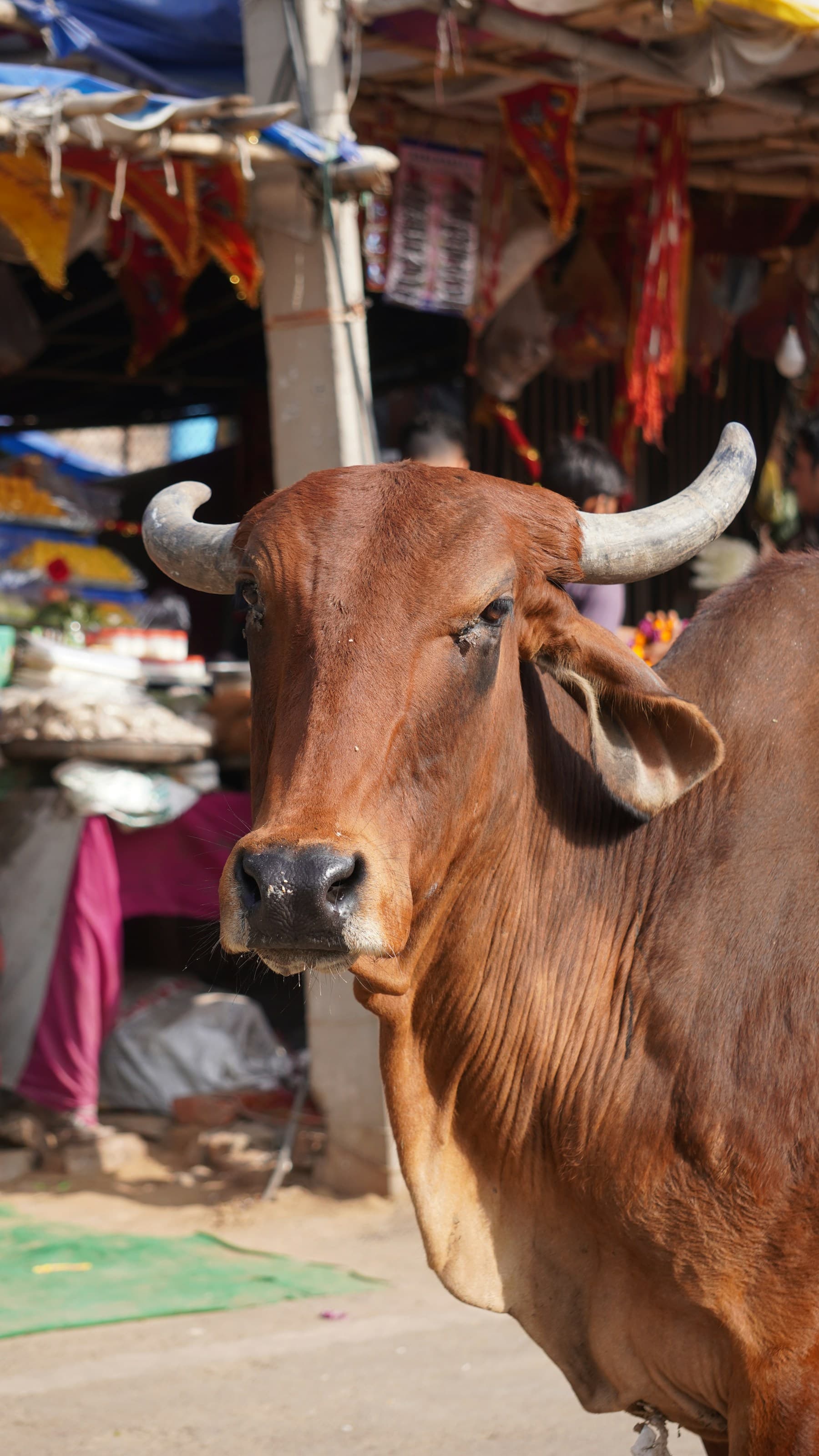 Fodder for the cows